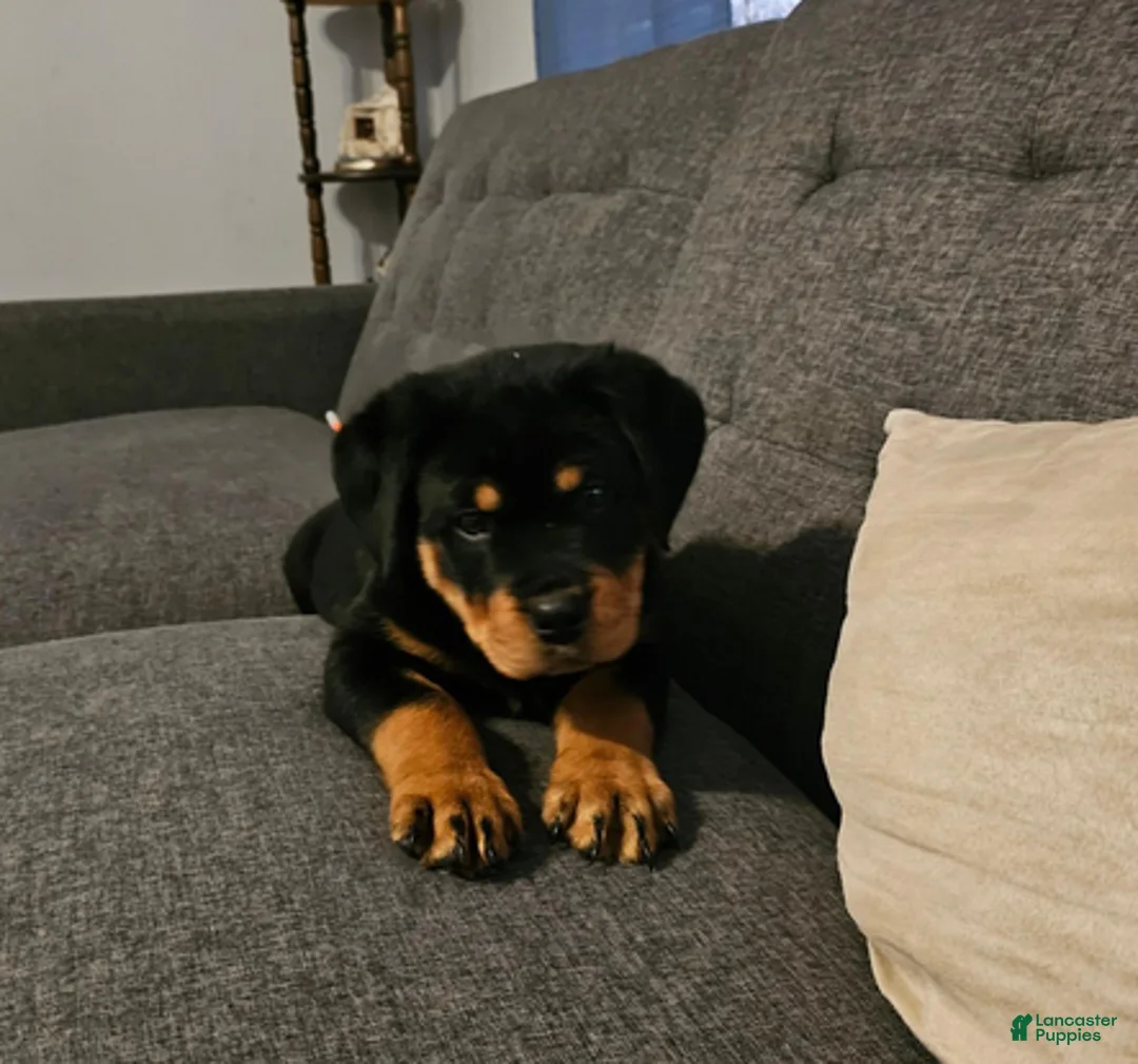 Rottweiler dogs for sale: Light Pink Girl - Ad 6
