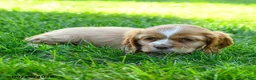 Cocker Spaniel dogs for sale: Mocha - Ad 5