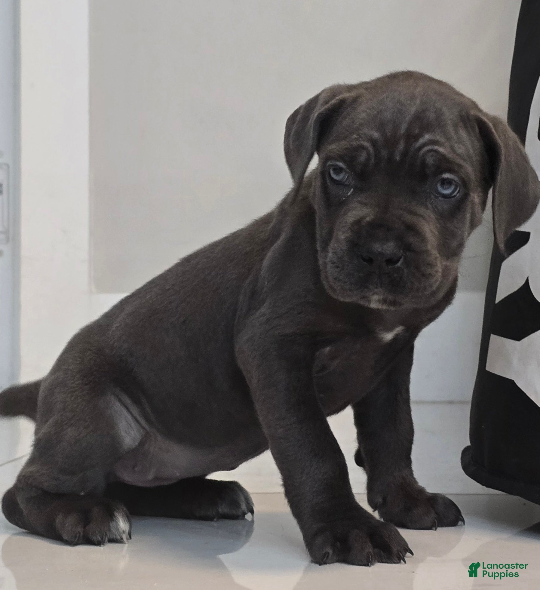 Cane Corso (Cane Corso, Female) in West Palm Beach, FL