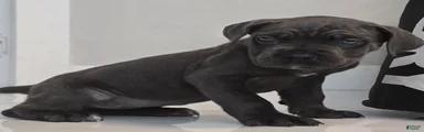 Cane Corso 2