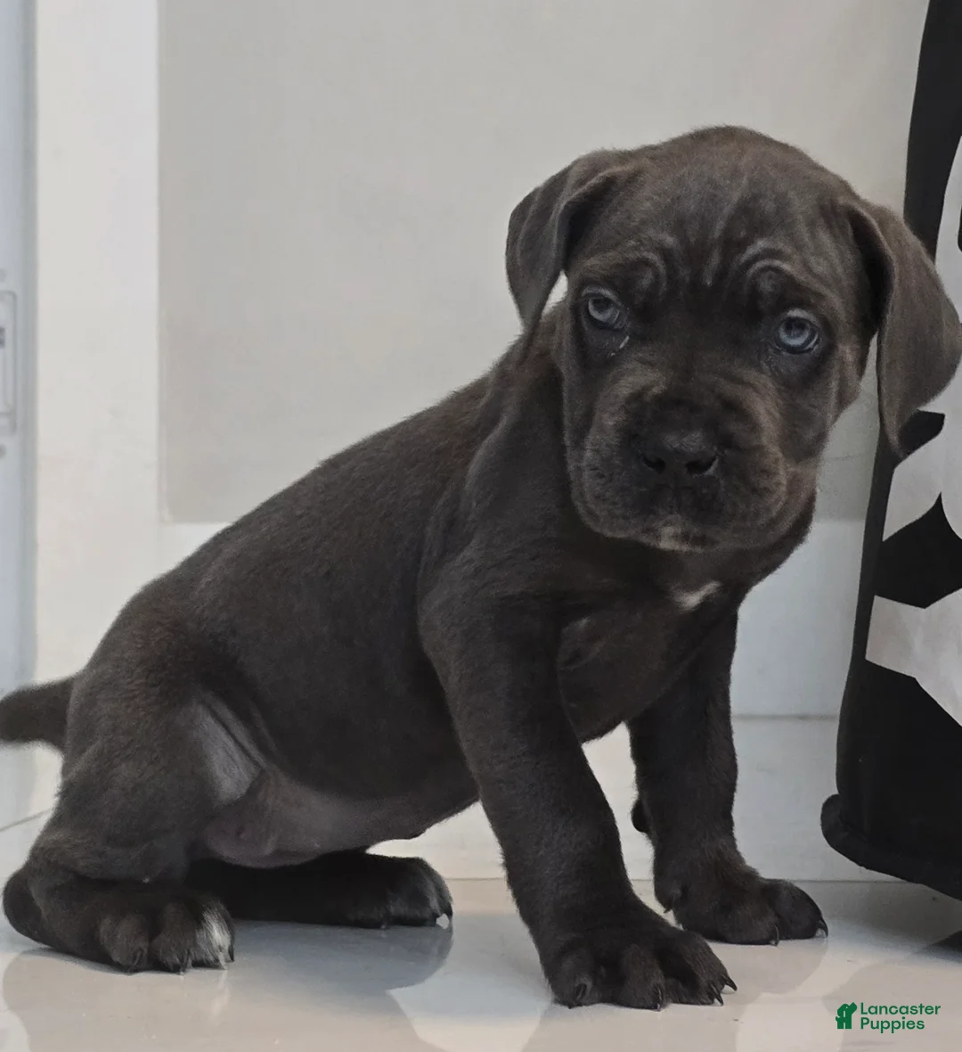 Cane Corso dogs for sale: Cane Corso 2 - Ad 1