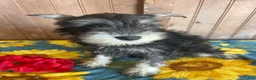 Miniature Schnauzer dogs for sale: Matilda - Ad 3