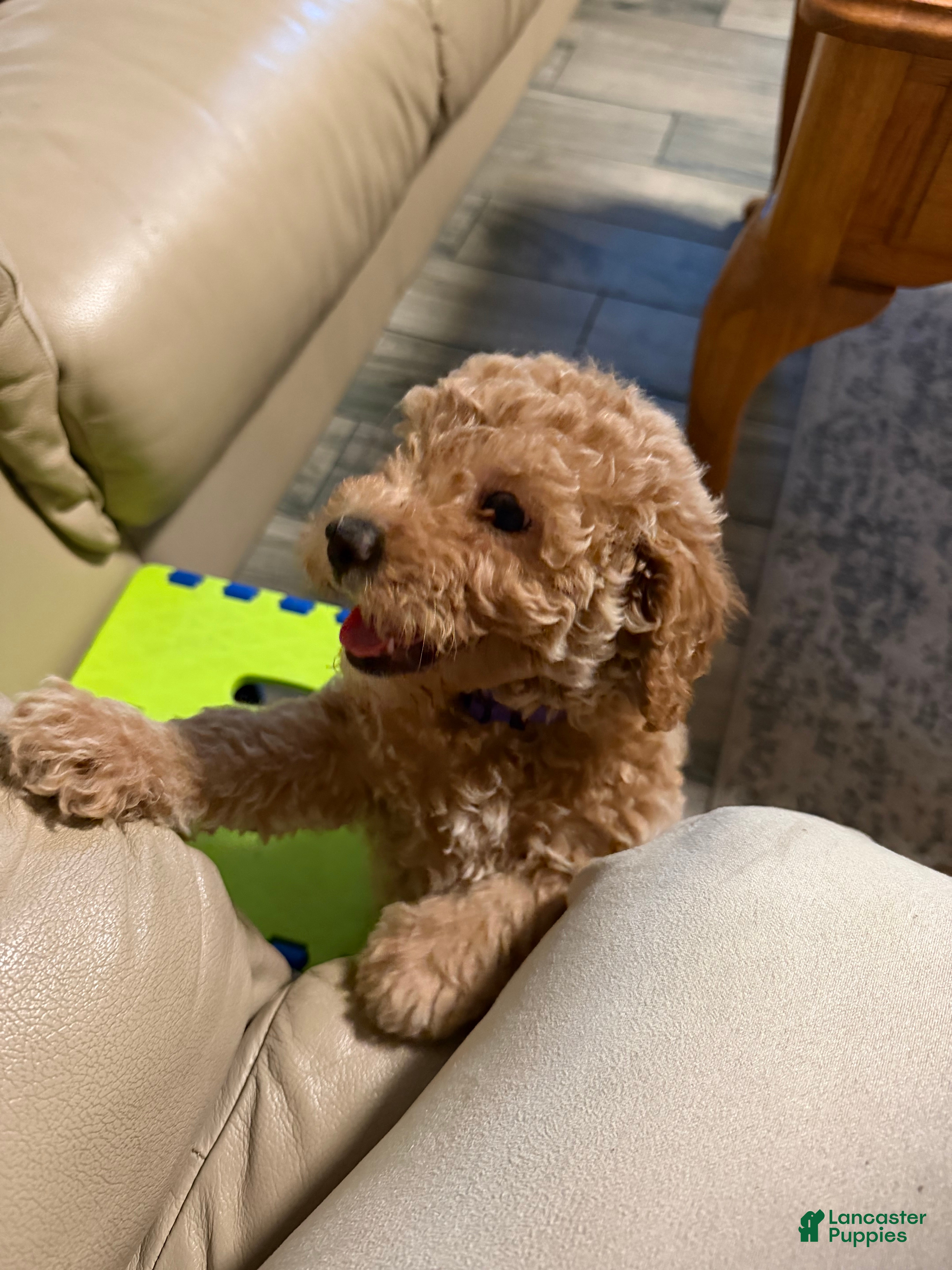 Mini Goldendoodle dogs Rosie (unofficial name) - Ad 8