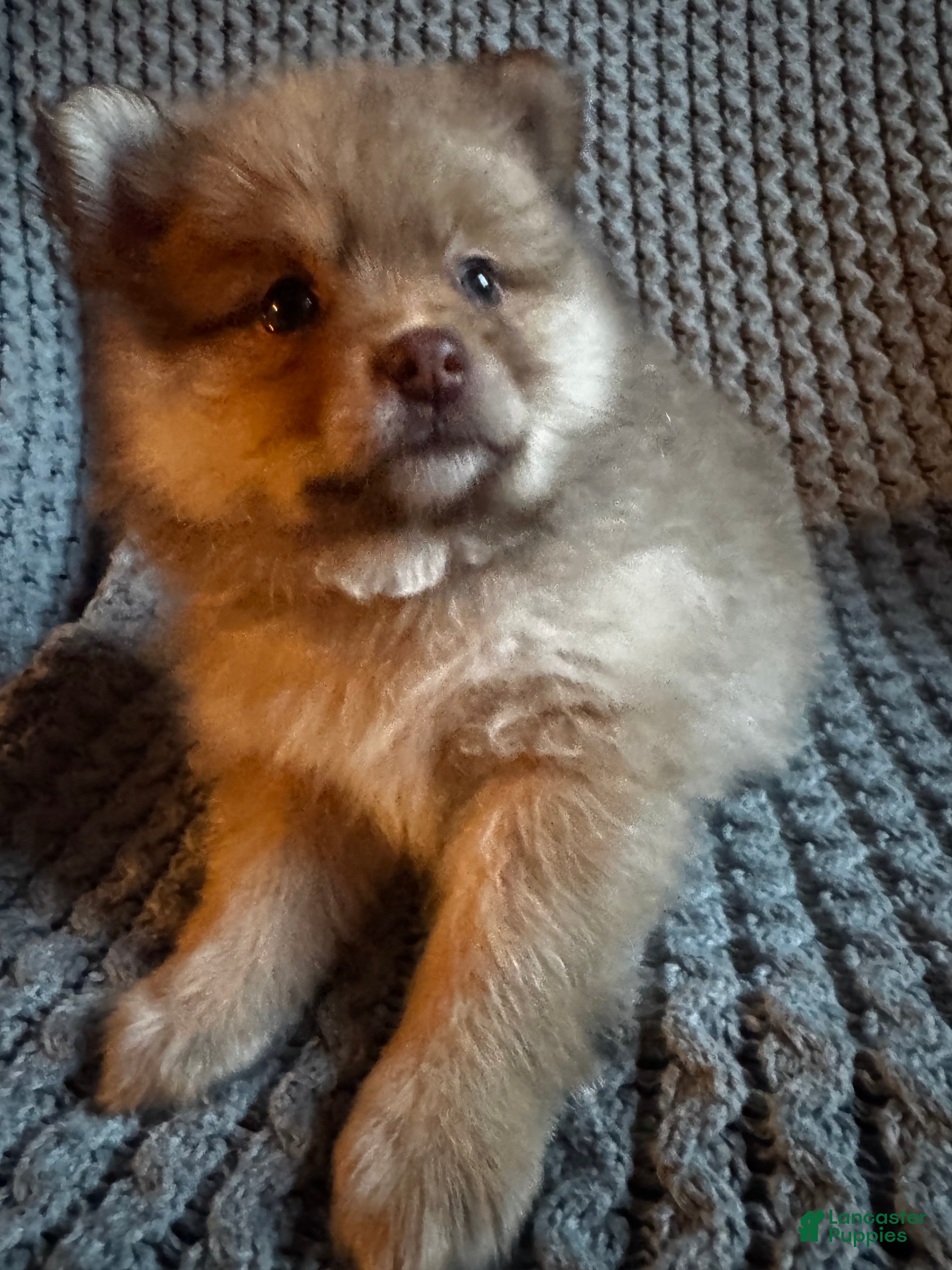 Pomeranian dogs Blossom- blue eyes - Ad 1