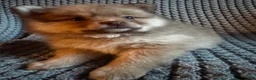 Pomeranian dogs for sale: Blossom- blue eyes - Ad 1