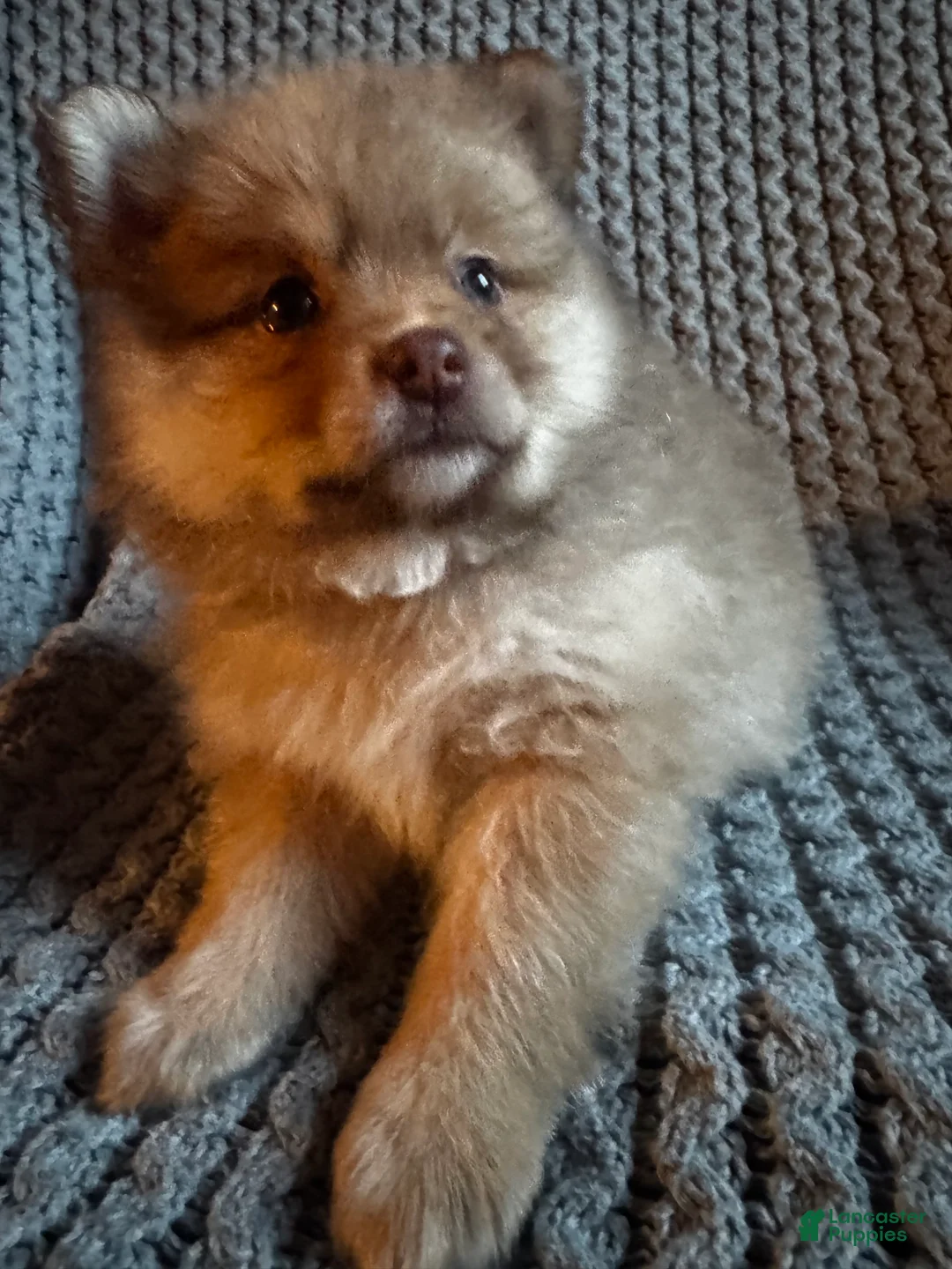 Pomeranian dogs for sale: Blossom- blue eyes - Ad 1