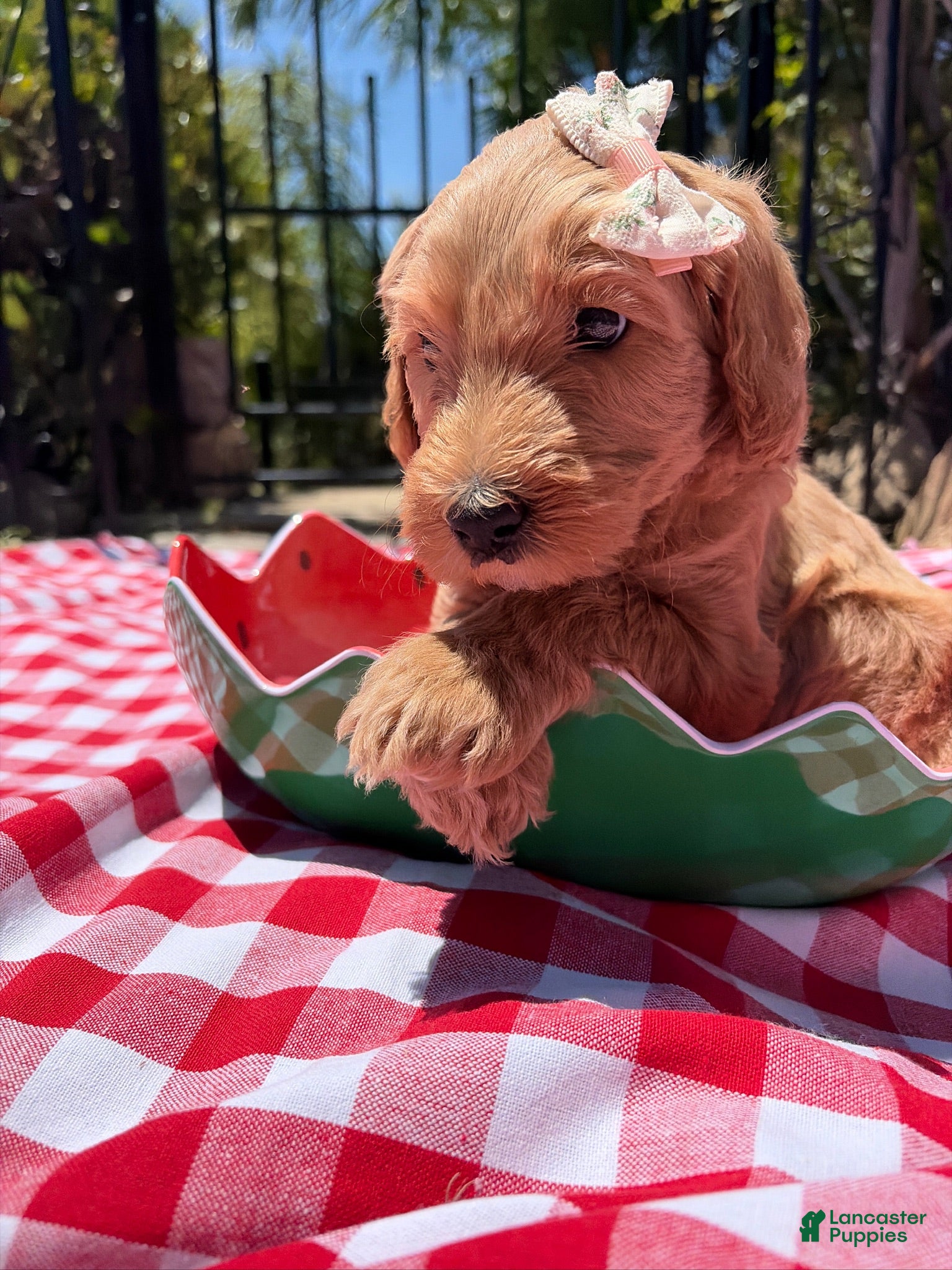 Goldendoodle dogs Shimmer - Ad 20