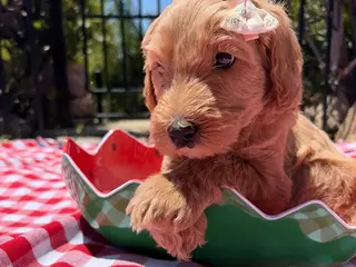 Goldendoodle dogs Shimmer - Ad 14