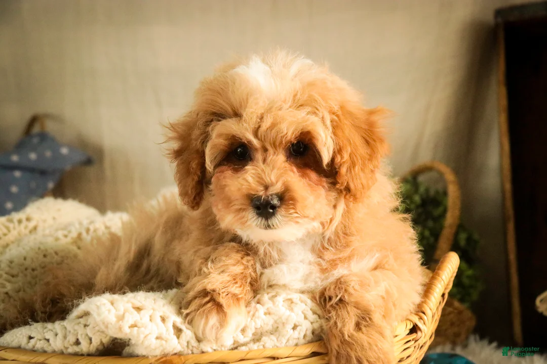 Miniature Poodle dogs for sale: Ramsey - Ad 7