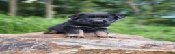 German Shepherd dogs for sale: Trek - Ad 21