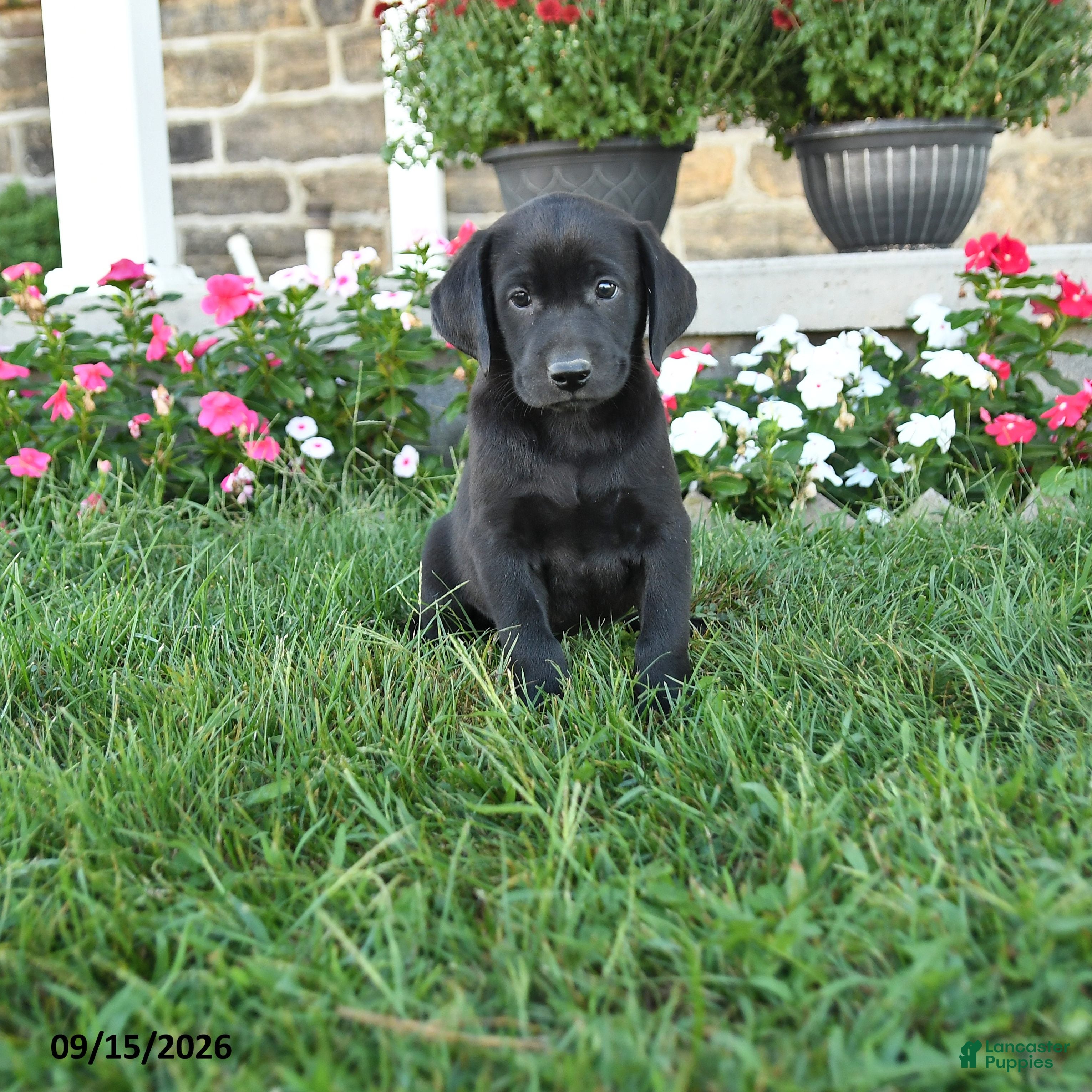 Labrador Retriever dogs Grady - Ad 1