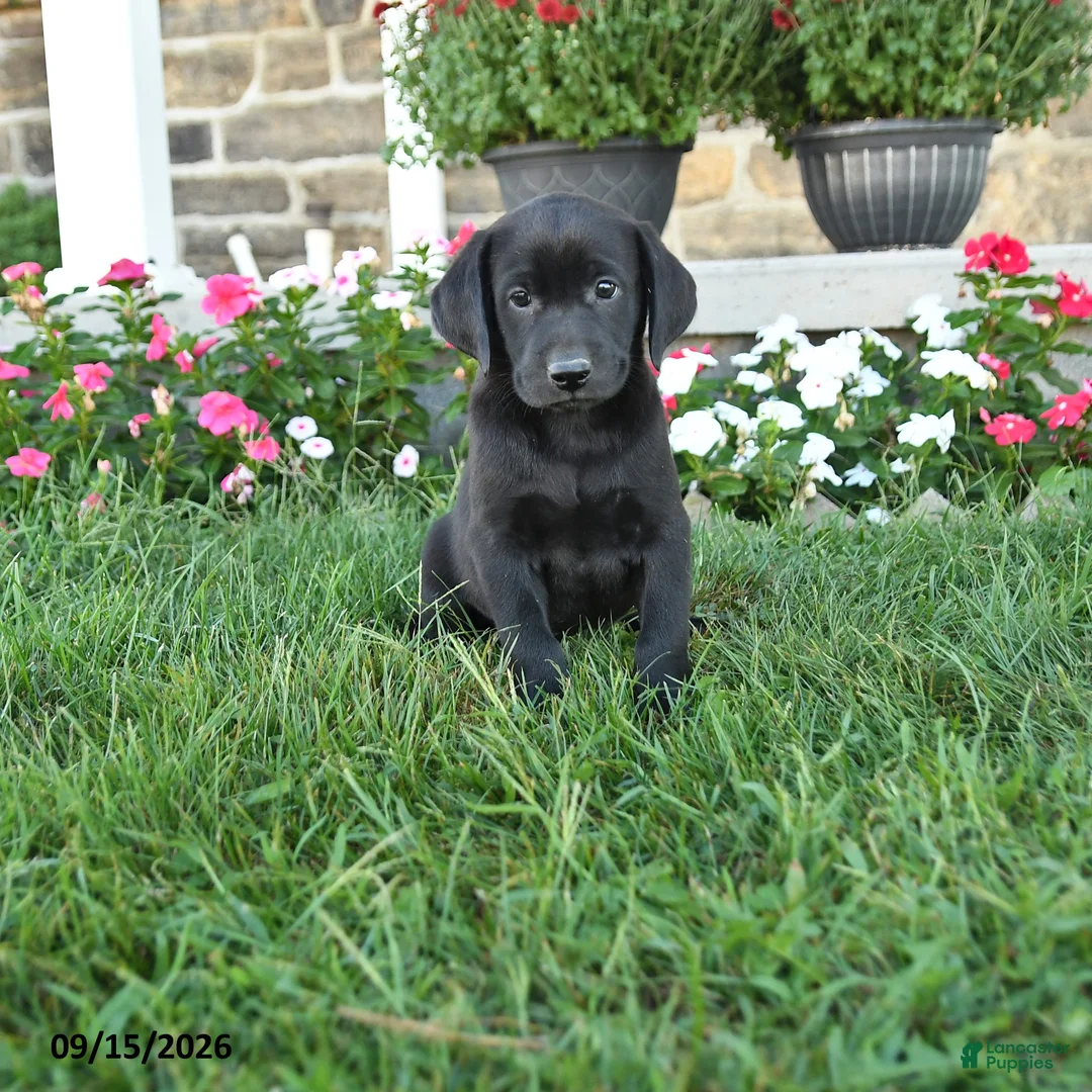 Labrador Retriever dogs for sale: Grady - Ad 1