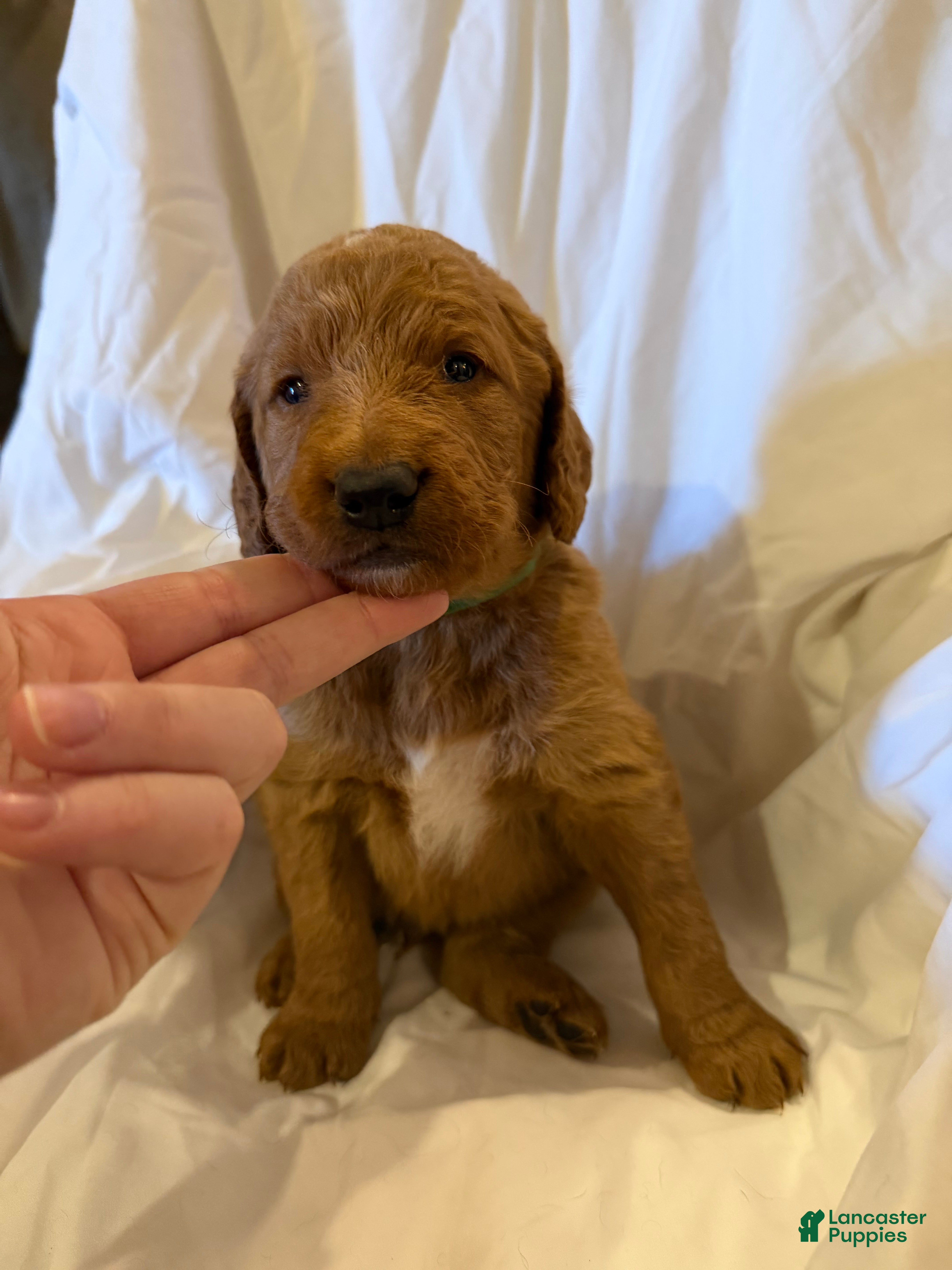 Labradoodle dogs Labradoodle Dark Green - Ad 27