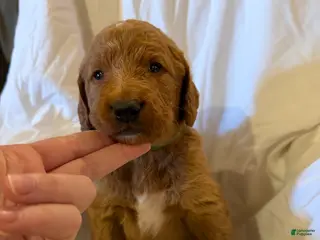 Labradoodle dogs Labradoodle Dark Green - Ad 28