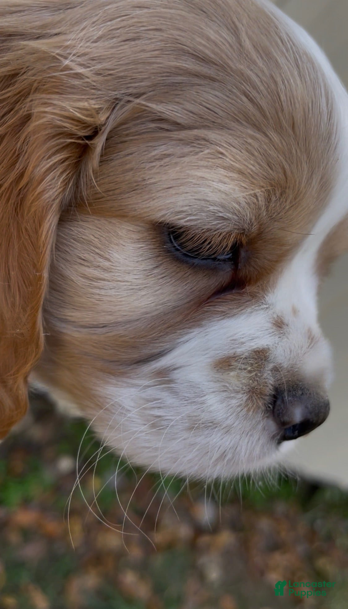 Mixed Breed dogs for sale: Maël - Ad 2