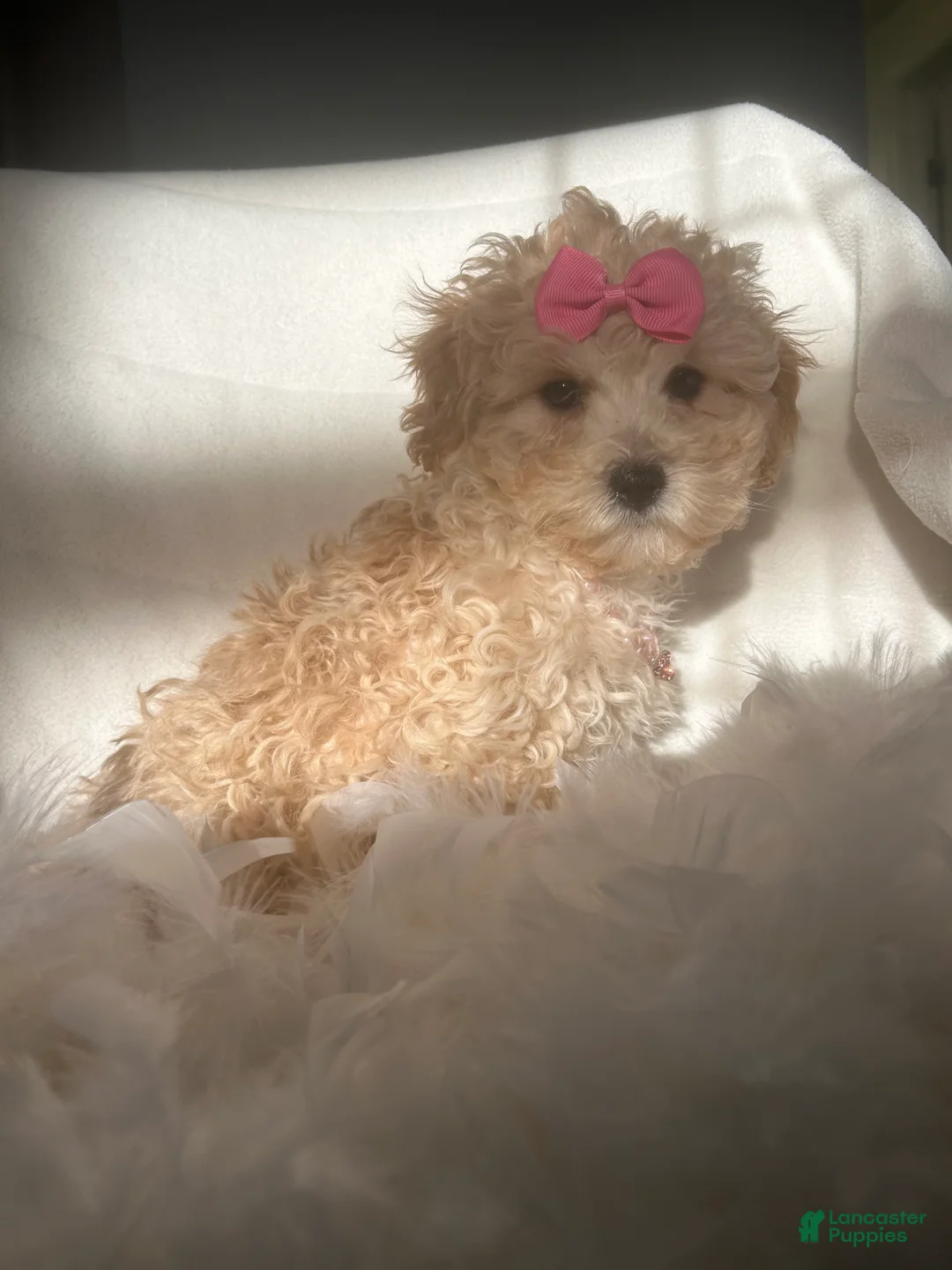 Mixed Breed dogs for sale: Beauty  - Ad 3