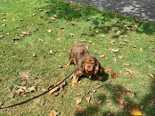 Cavalier King Charles Spaniel dogs Marsha - Ad 42