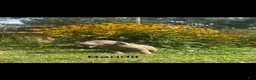 Labrador Retriever dogs for sale: Bandit - Ad 1