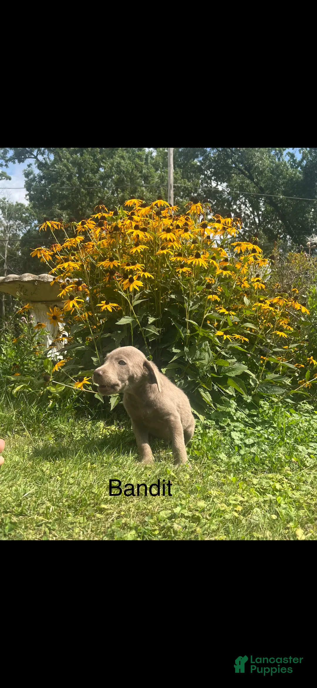 Labrador Retriever dogs for sale: Bandit - Ad 1