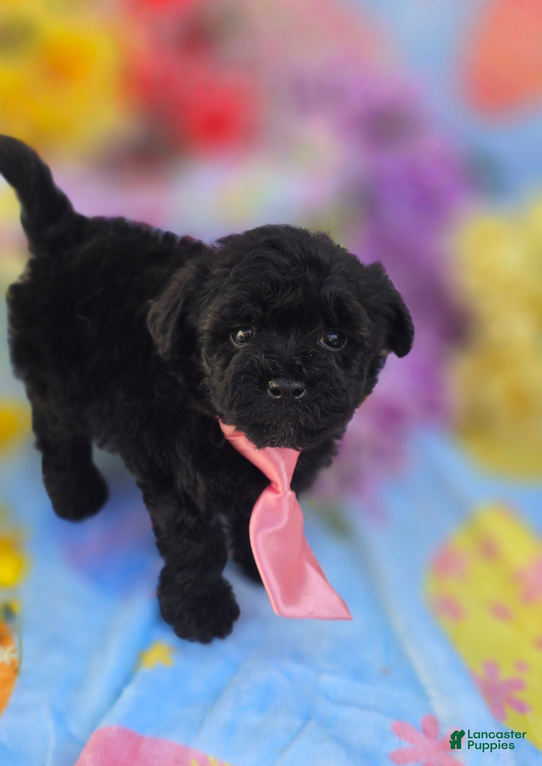 Mixed Breed dogs Noodle - Ad 1