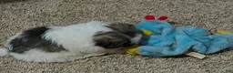 Shih Tzu dogs for sale: Shih Tzu Puppy 2 'Hope' - Ad 24