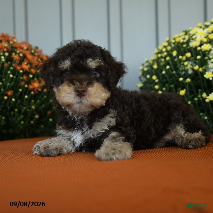 Miniature Poodle dogs Crandle - Ad 2