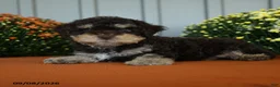 Miniature Poodle dogs for sale: Crandle - Ad 2