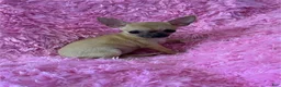 Chihuahua dogs for sale: Teacup Chihuahua 1 - Ad 1