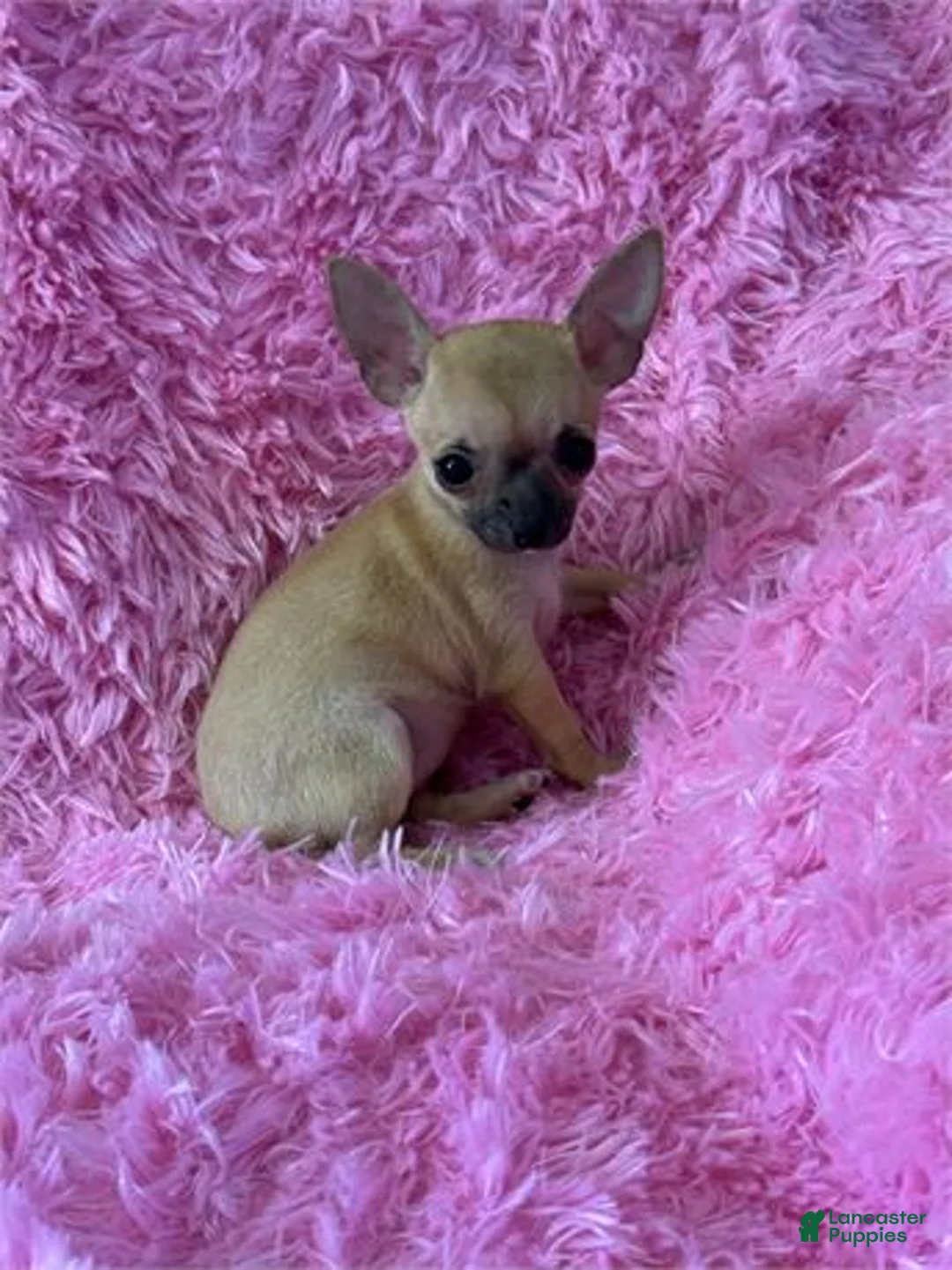Chihuahua dogs for sale: Teacup Chihuahua 1 - Ad 1