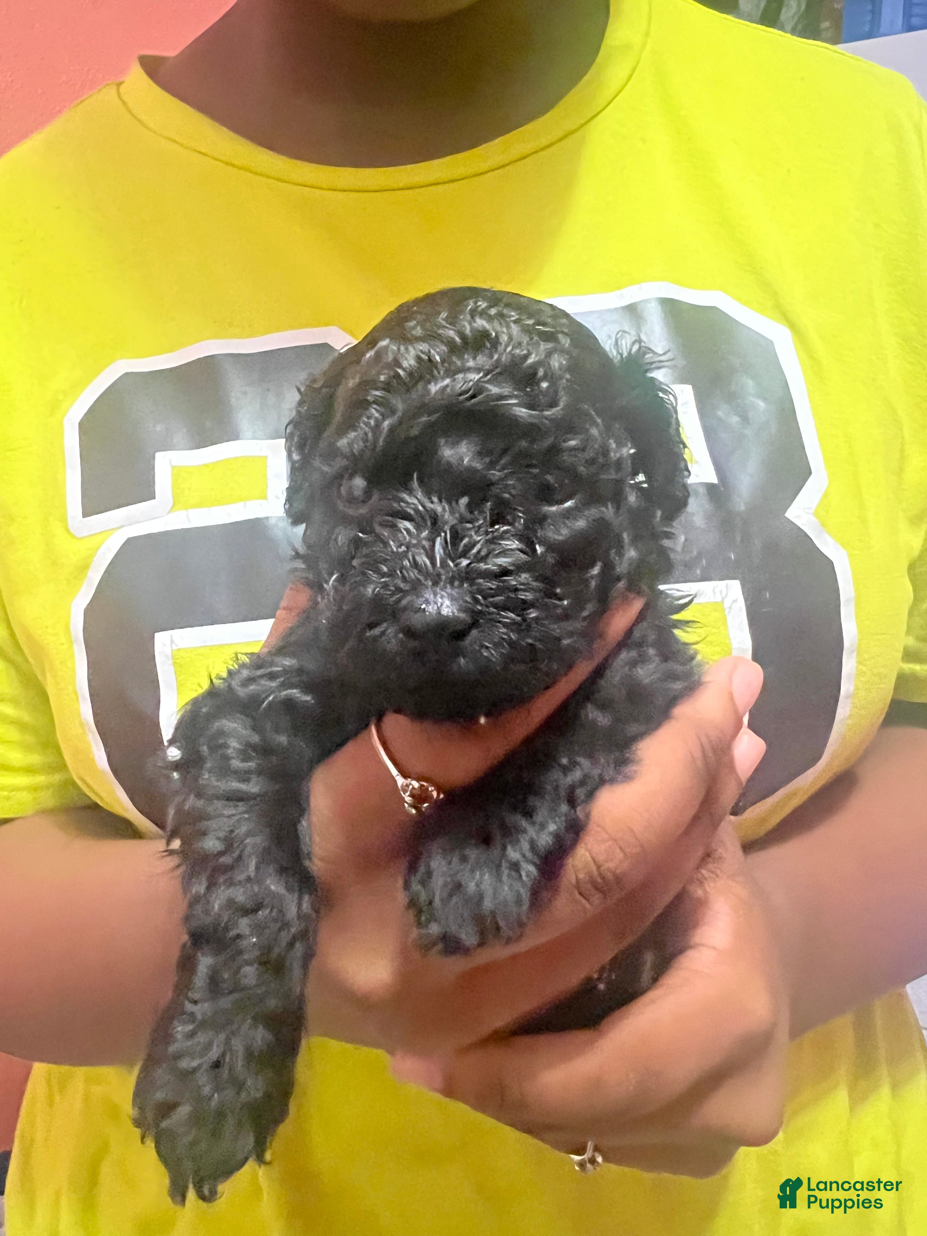 Miniature Poodle dogs Miniature Poodle 1 - Ad 1