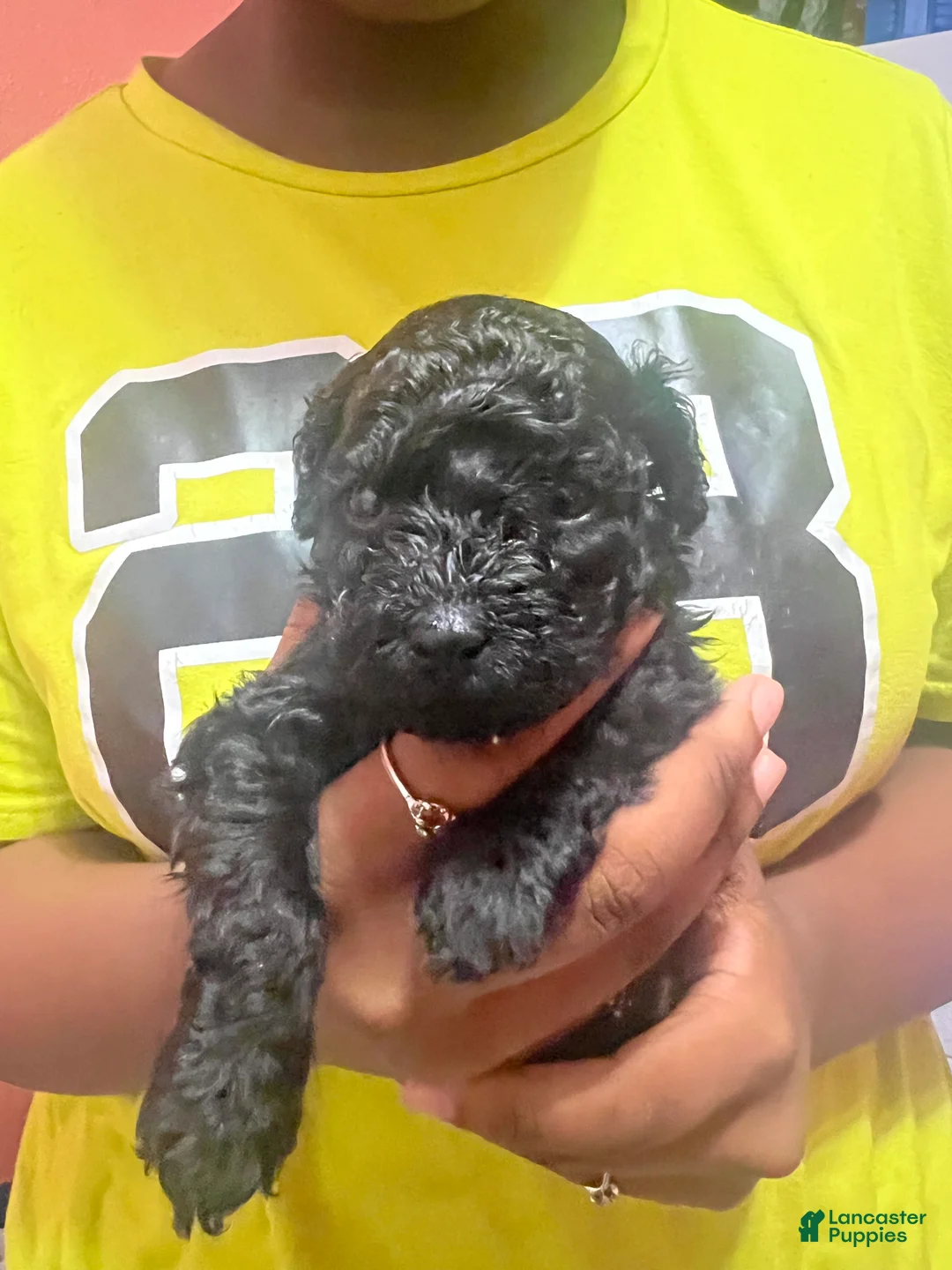 Miniature Poodle dogs for sale: Miniature Poodle 1 - Ad 1