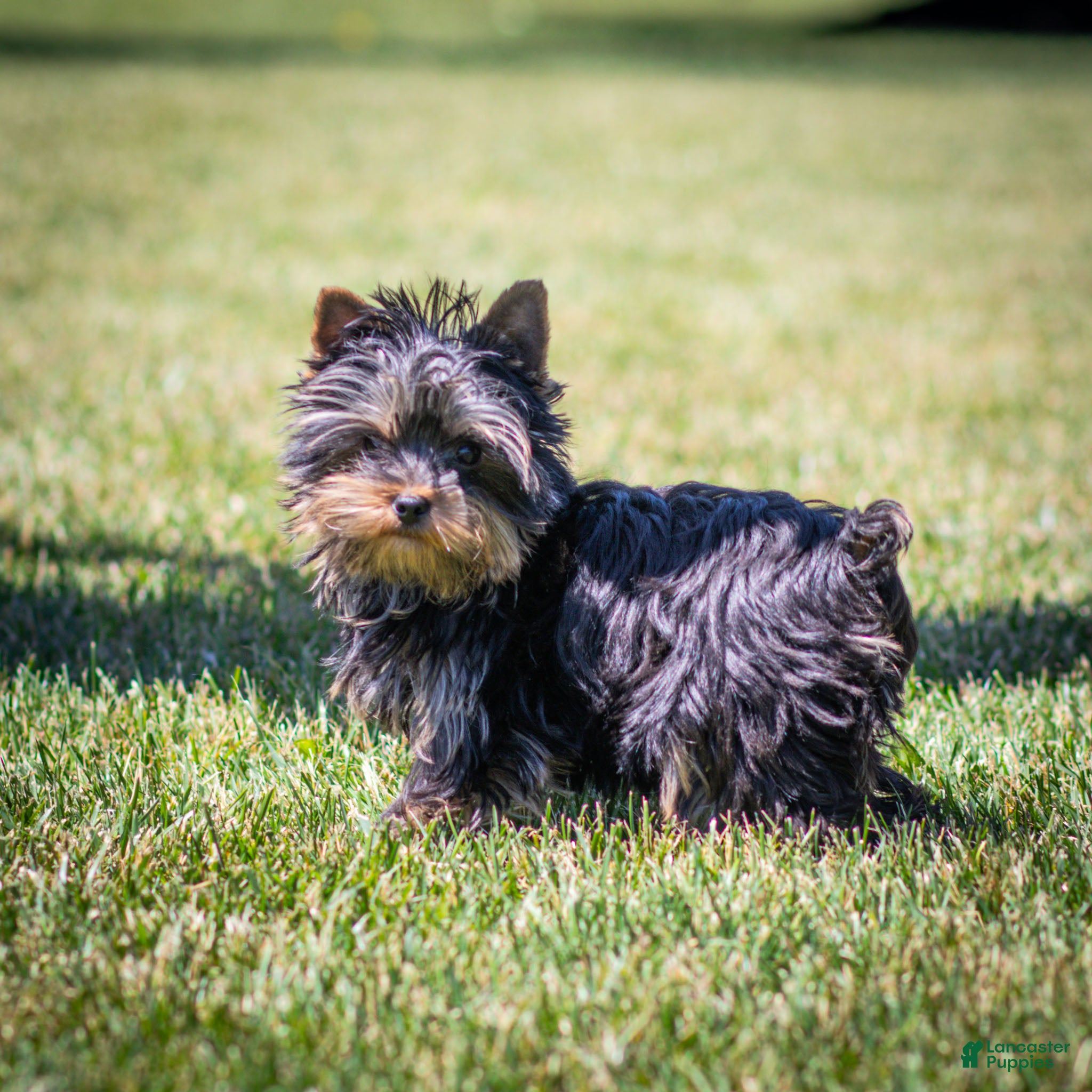 Yorkshire Terrier dogs Willy Yorkshire Terrier Puppy  - Ad 2