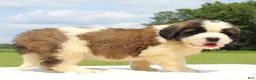 Saint Bernard dogs for sale: Maci - AKC Champion Bloodlines - Ad 3