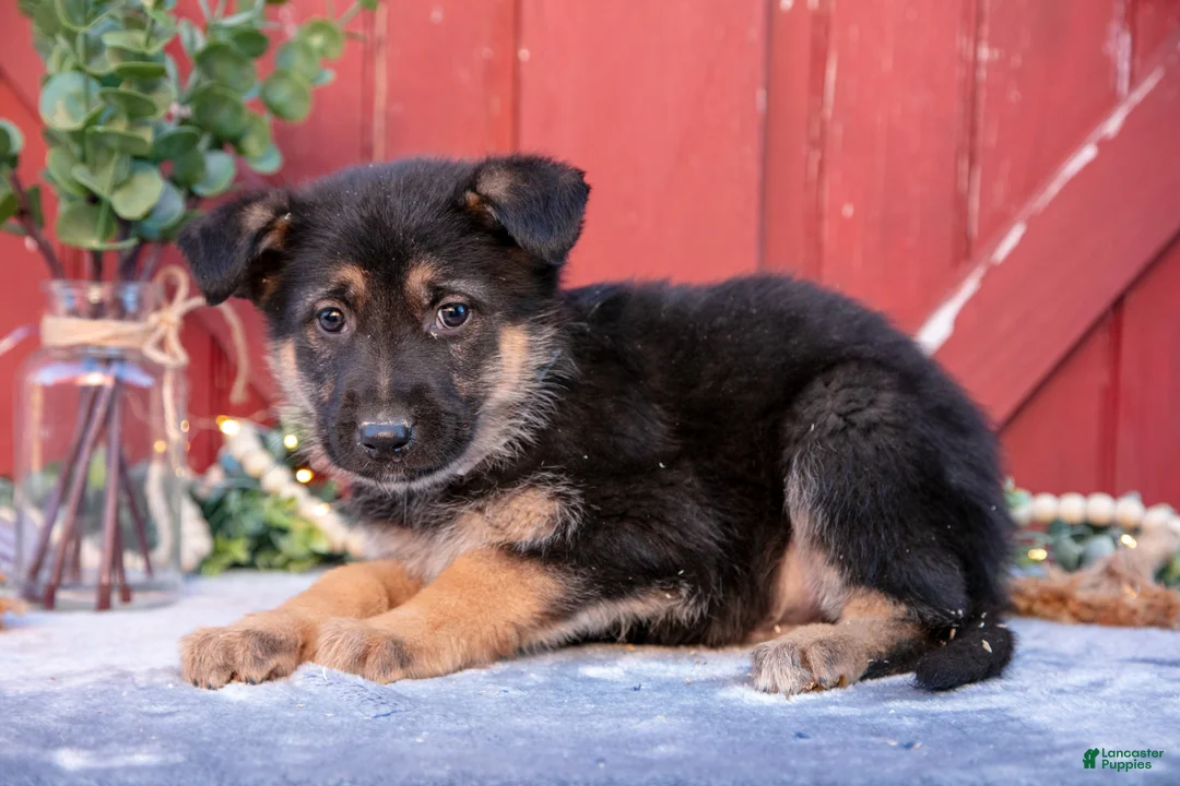 German Shepherd dogs for sale: Angus - Ad 3