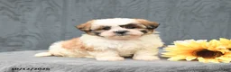 Teddy Bear dogs for sale: Chester - Ad 1