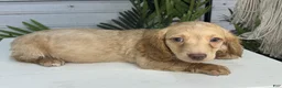Miniature Dachshund dogs for sale: Benjamin - Ad 3