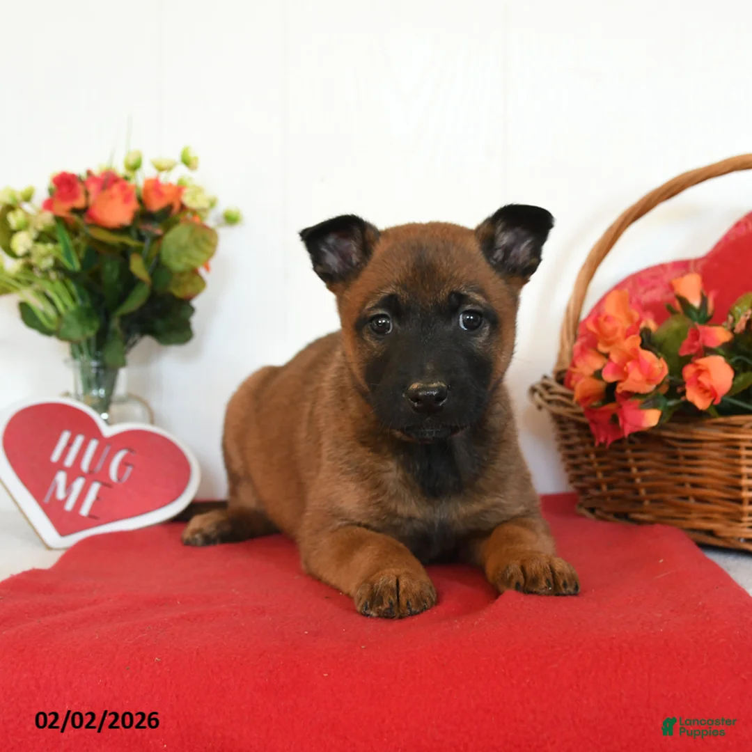 Belgian Malinois dogs for sale: Rhia - Ad 5