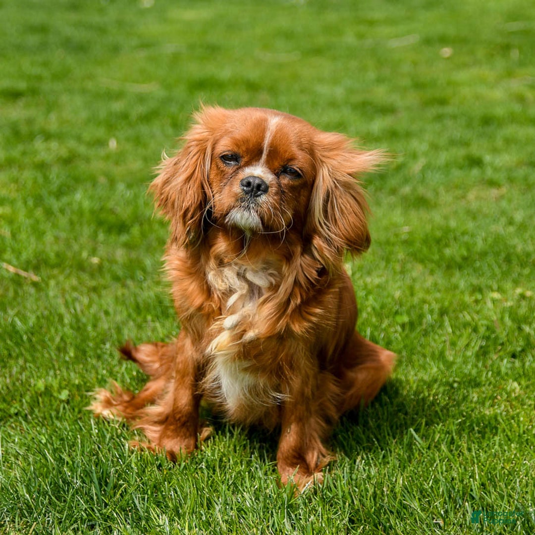Cavapoo dogs for sale: Stormy - Ad 4