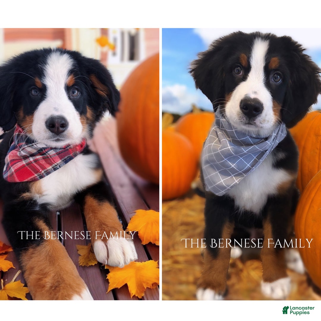 Bernese Mountain Dog dogs for sale: Bernese Mountain Dog Puppy 6 - Ad 3