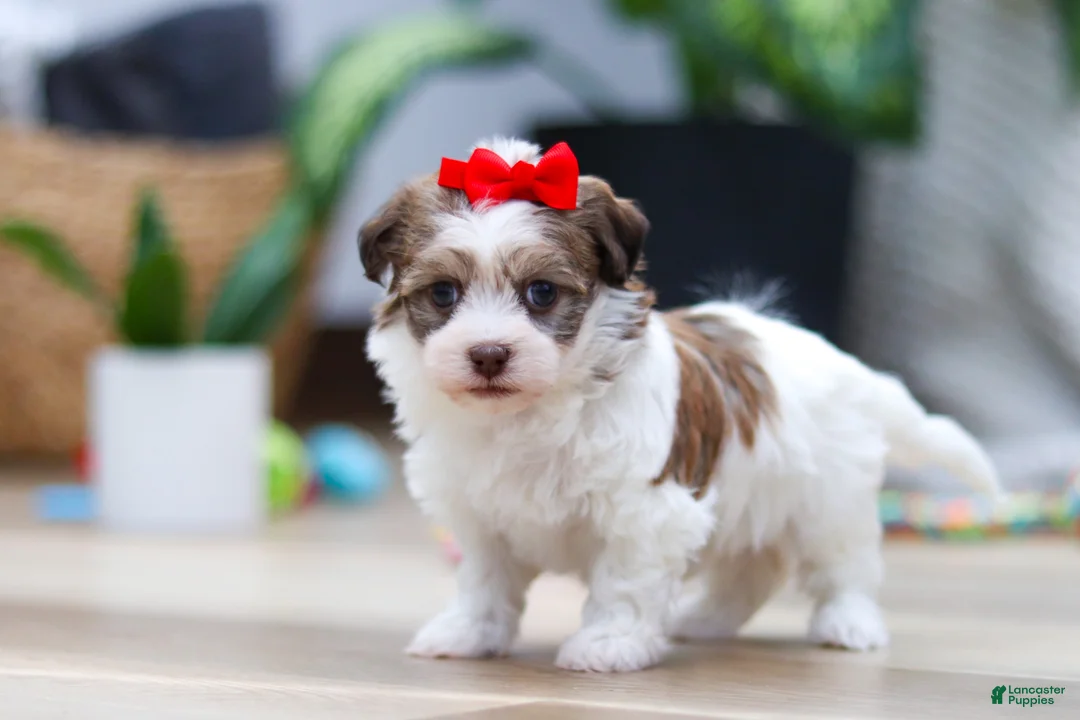 Havanese dogs for sale: Bloom - Ad 2