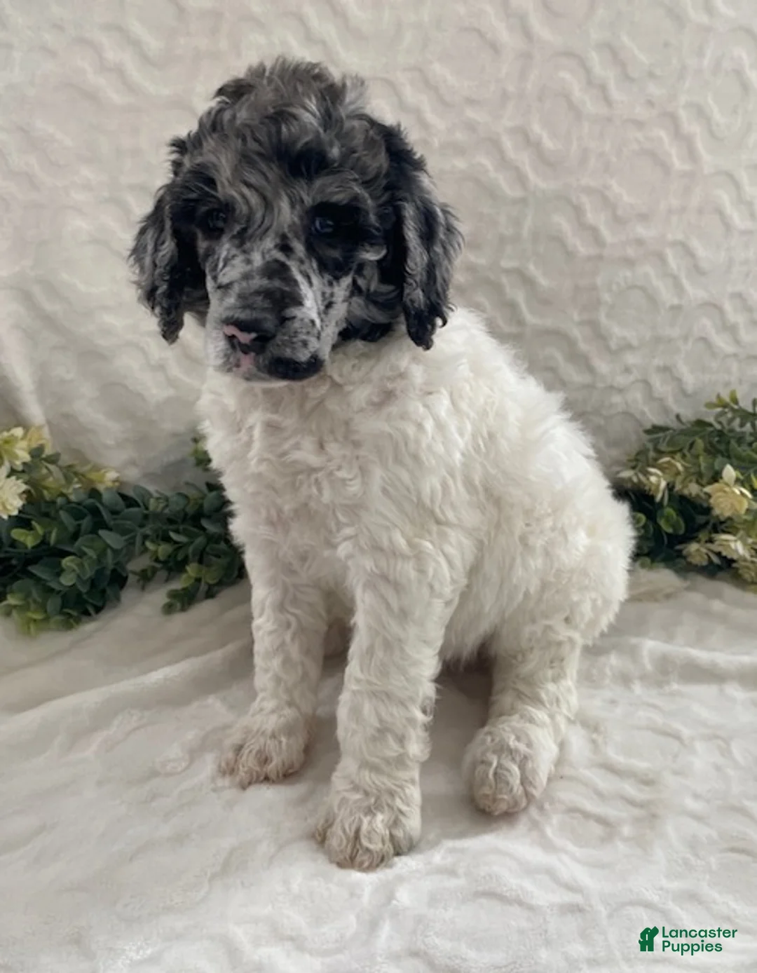 Standard Poodle dogs for sale: Kenny- genetic clear - Ad 2