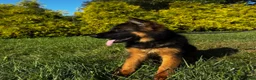 German Shepherd dogs for sale: Purple  - Ad 3