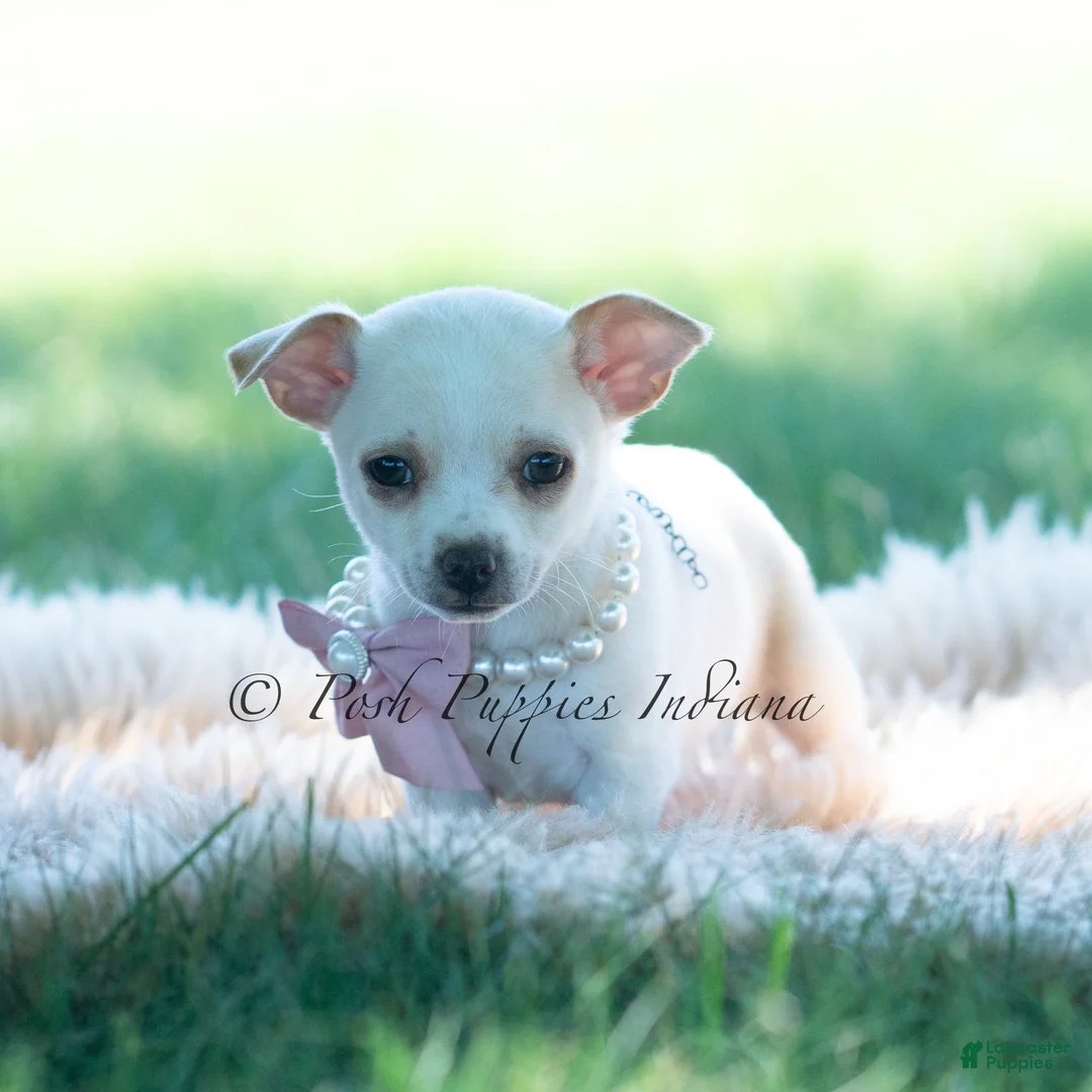 Chihuahua dogs for sale: Dottie - Ad 2