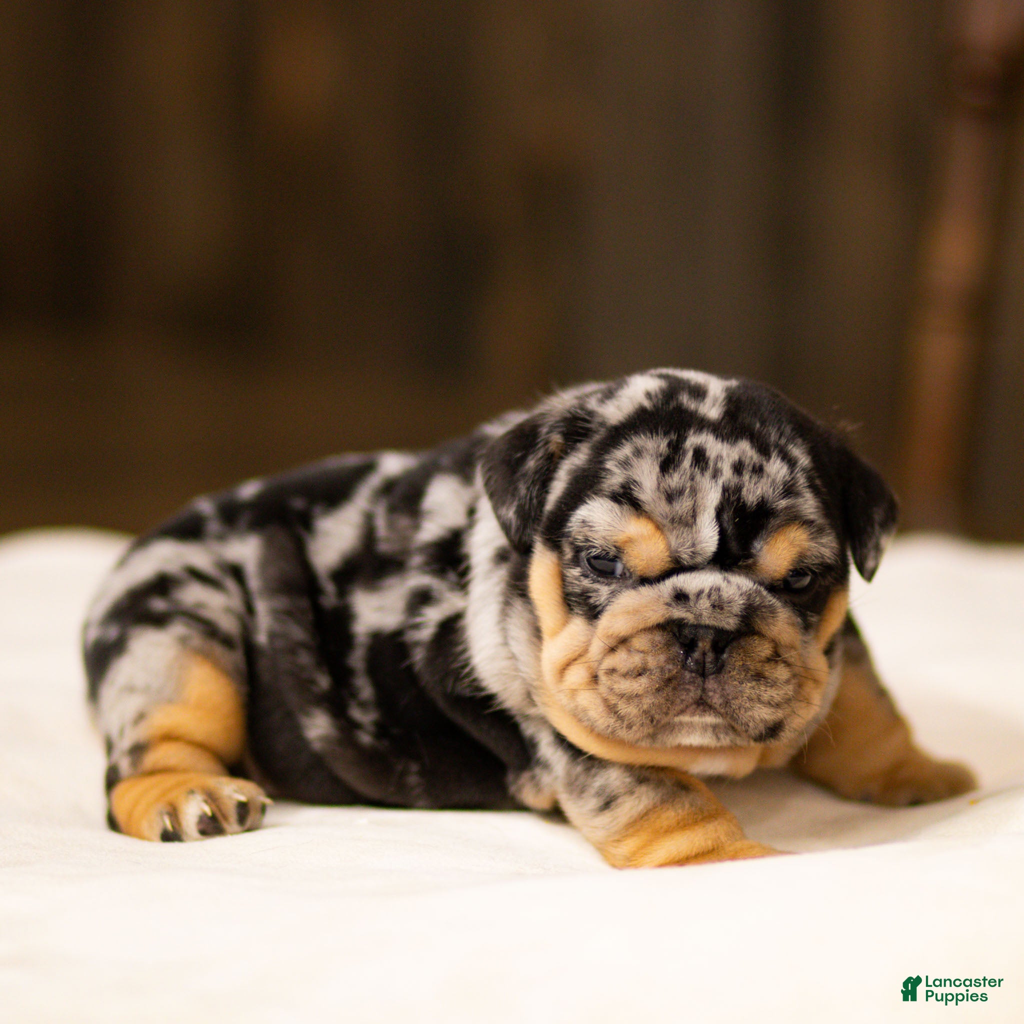 English Bulldog dogs Stephen English Bulldog Puppy  - Ad 1