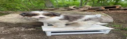 Bernedoodle dogs for sale: Pete - Ad 10