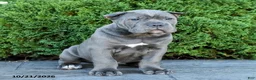 Cane Corso dogs for sale: Leopold - Ad 3