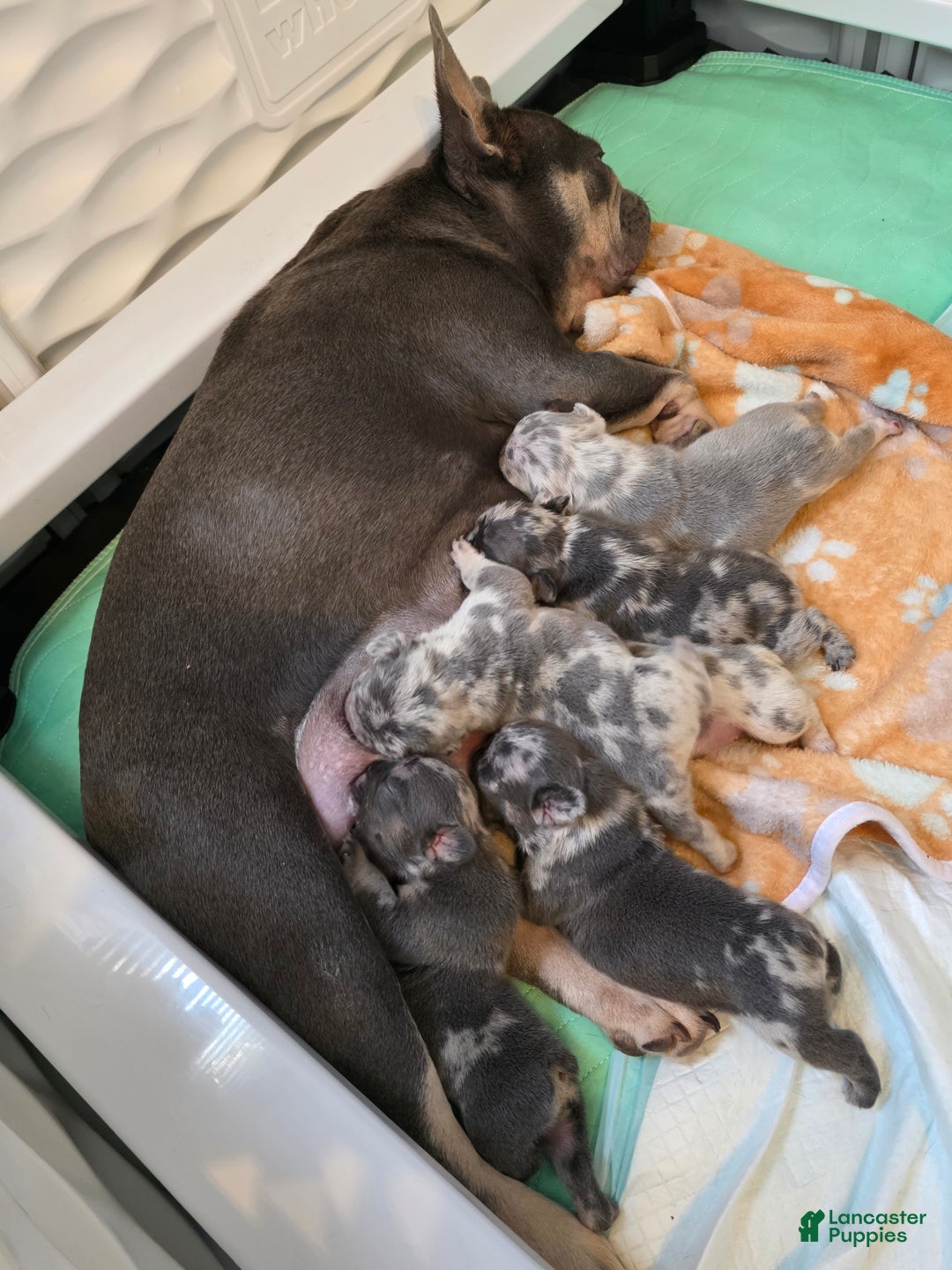 French Bulldog dogs for sale: Peppermint Patty - Ad 11