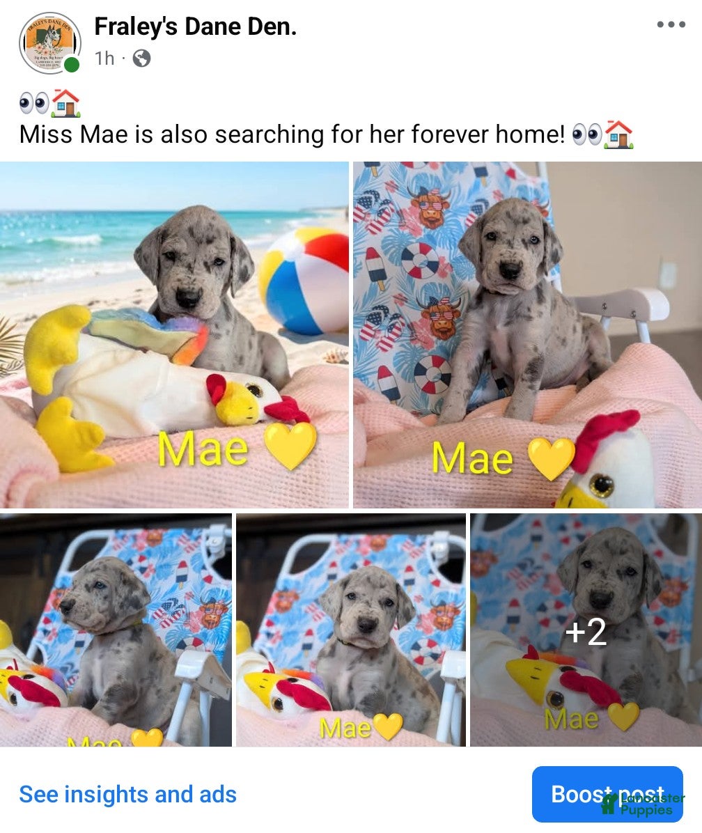 Great Dane dogs Great Dane Puppy 3 - Ad 1