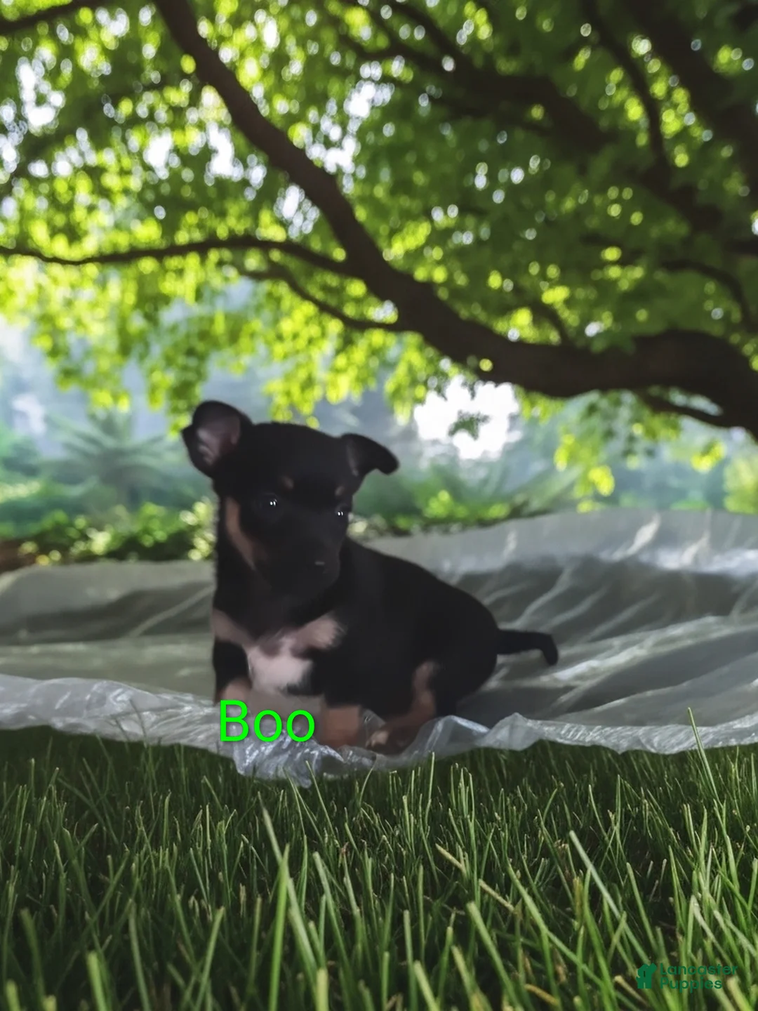 Chihuahua dogs for sale: Chihuahua Puppy 1 - Ad 7