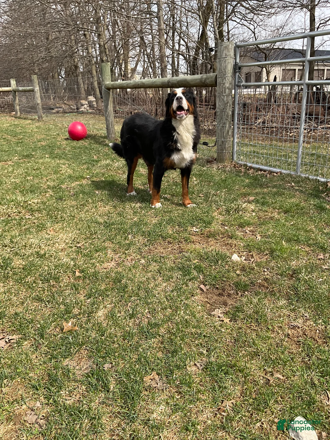 Mini Bernedoodle dogs for sale: Tyler - Ad 7